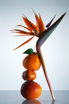 Still life with stacked persimon, oranges and flower on light backdrop