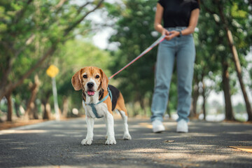 Happy asian woman walking with her beagle dog in sunny morning at dog park – joyful outdoor bonding, pet care and dog training lifestyle in summer season