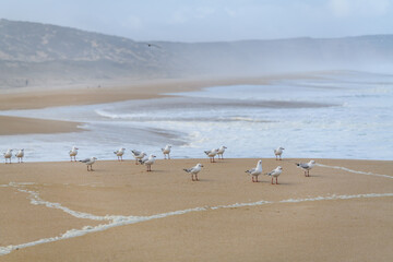 Sea birds on the sea shore on a misty day