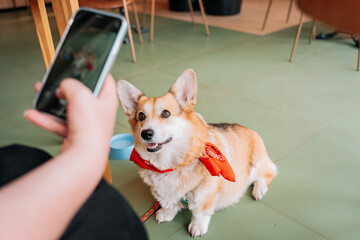 The dog's owner takes a photo of a Pembroke corgi in a dog friendly cafe on her phone. There is a bowl of water nearby. The dog is looking at the camera