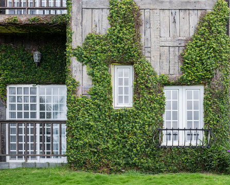Fototapeta Old Building Covered in Green Ivy and Vines
