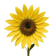 Naklejka premium sunflower isolated on white background