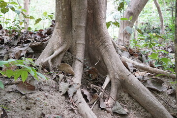 The prominent root system of a tree in closeup