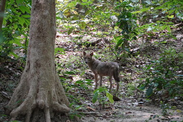 A wild fox standing and looking on cameras in the forest