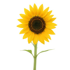 Fototapeta premium sunflower isolated on white background