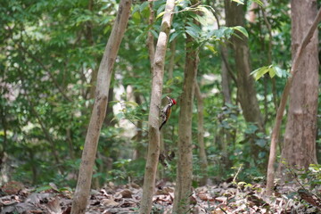 Black-rumped Flameback bird resting on the tree with deep forest background