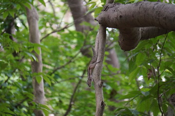 Indian Palm Squirrel (Funambulus palmarum), also known as the Three-Striped Palm Squirrel found in deep forest with trees background