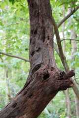 Fototapeta premium The holes in the dead tree trunk are likely caused by insects, specifically insect borers or wood-boring beetles