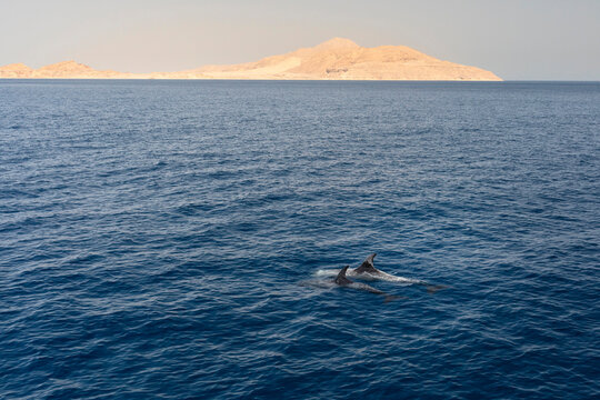 Dolphins in the Sea
