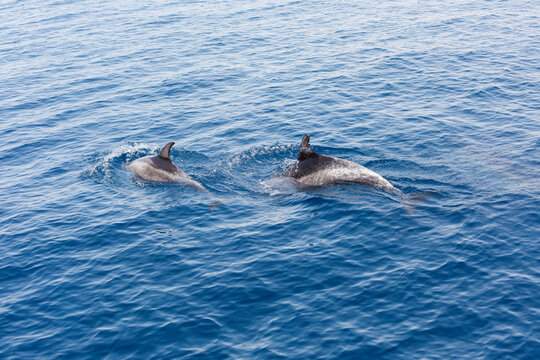 Dolphins