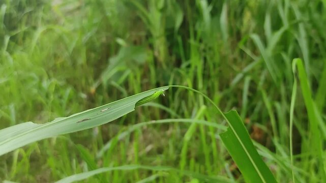 caterpillar feeding on grass leaf