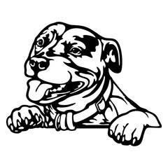 Staffordshire Bull Terrier - Peeking Dogs - breed face head isolated on white