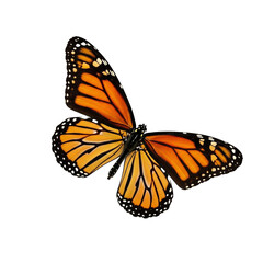 Fototapeta premium Majestic Monarch Butterfly in Flight A Stunning Close-Up