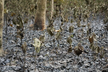 The aftermath of a forest affected by the fire	
