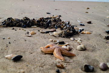 Am Strand von Blavand in Dänemark