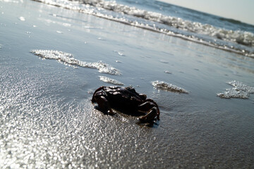 Am Strand von Blavand in Dänemark
