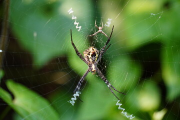 Argiope species, commonly known as an orb-weaver spider often found in gardens with her baby with...