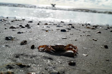 Am Strand von Blavand in Dänemark