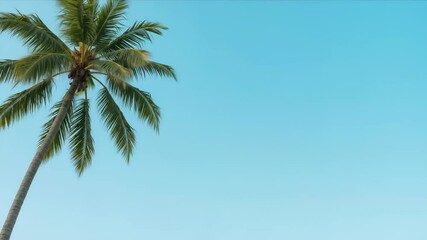 Single palm tree with coconuts against turquoise blue sky background with copy space. Minimalist tropical design and vacation concept - Powered by Adobe