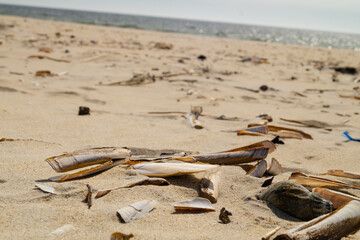 Am Strand von Blavand in Dänemark