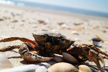 Am Strand von Blavand in Dänemark