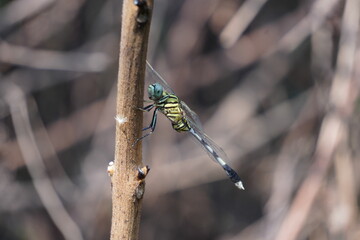 Orthetrum sabina, commonly known as the Green Marsh Hawk or Slender Skimmer in closeup
