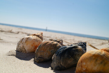 Am Strand von Blavand in Dänemark