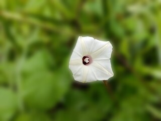 Ipomoea obscura is a species of flowering plant in the genus Ipomoea. on a blurred background