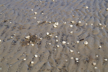 Am Strand von Blavand in Dänemark