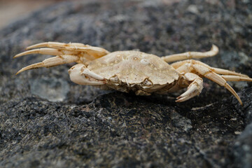 Am Strand von Blavand in Dänemark