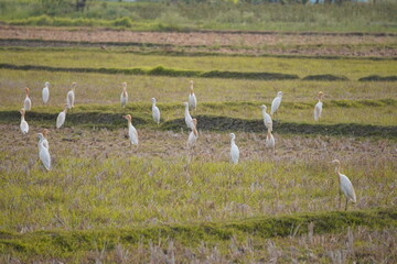 White Egrets Foraging in Lush Green Field with Elevated Terrain