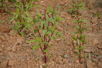 Young Green Plants with Reddish Stems Growing in Dry Soil
