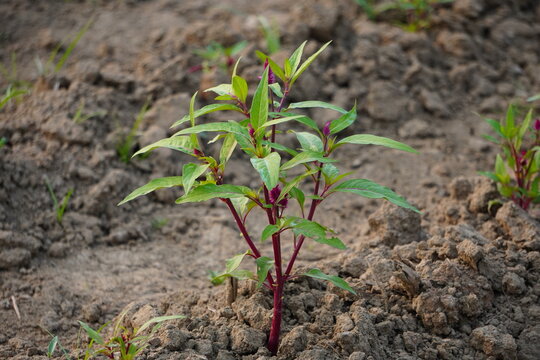 Amaranthus tuberculatus (common waterhemp) or Amaranthus palmeri (Palmer amaranth).