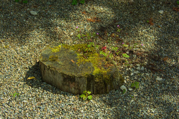Old dead tree stump covered with moss in a gravel bed as a sign of abandoned and sad