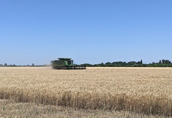 Fototapeta premium Harvest threshing of winter wheat ears. The harvesting of wheat grain continues in wide golden fields with powerful threshing combines