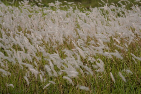 A field of Cogon grass in closeup