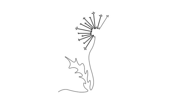 Abstract dandelion. Self drawing animation one continuous line draw, logo