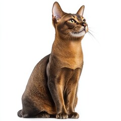 Elegant Abyssinian cat sitting upright with attentive expression on pure white background, detailed close-up of sleek, short-haired feline in full body view