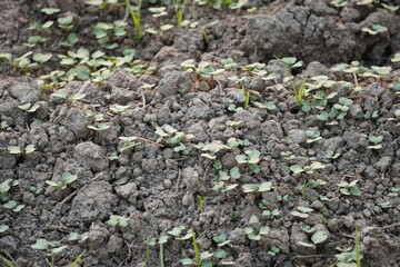 Green Seedlings Emerging from Moist Tilled Soil in Early Growth Stage