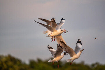 Many seagulls fleeing from the cold weather in Siberia come to Bang Pu, Samut Prakan Province, Thailand, from December to the end of March every year.