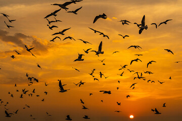 Many seagulls fleeing from the cold weather in Siberia come to Bang Pu, Samut Prakan Province,...