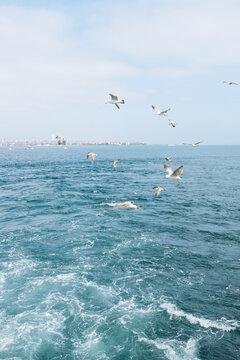 Seagulls fly over the sea