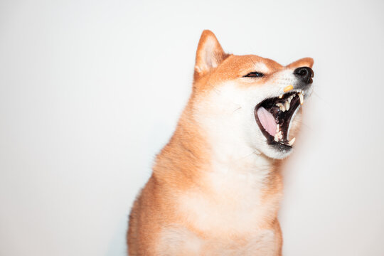 Shiba inu dog portrait