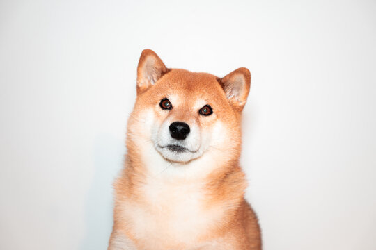 Shiba inu dog portrait