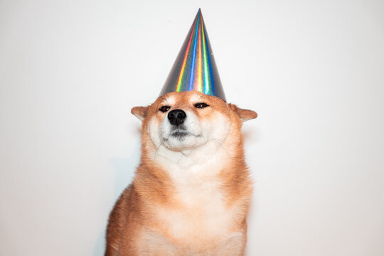 Shiba inu dog in party hat