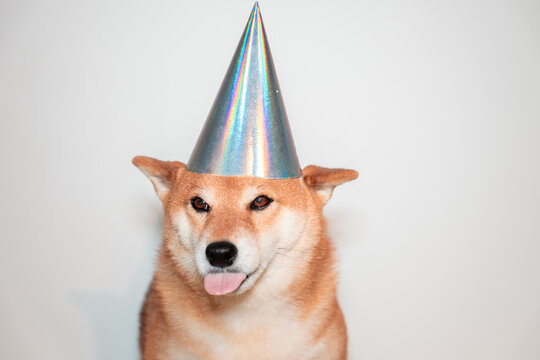 Shiba inu dog in party hat