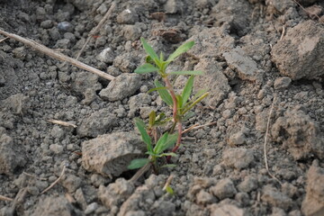young Bassia scoparia growing on field