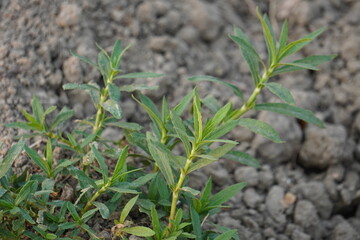 Young Alligator weed Plant Emerging from Dry Cracked Soil in Arid Field