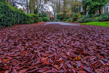 Vibrant autumn leaves covering a peaceful pathway in a suburban neighborhood with lush greenery