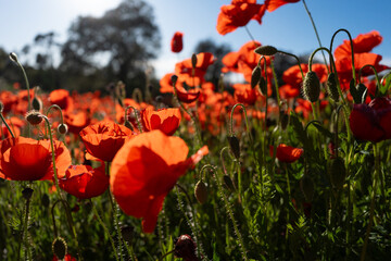 Red Poppy Field, spring bloom